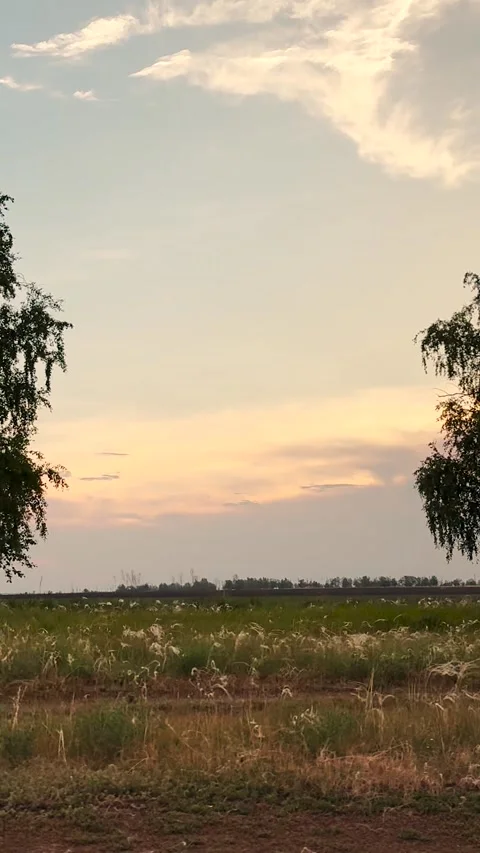 Modern farming, farming techniques, feather grass ecology., small-scale farming Stock Footage 293672422