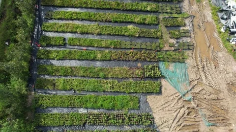 Modern farming methods Video stock 244388270