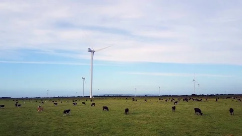 Modern farming practices, energy wind farm next to cow farm Video stock 71609929
