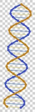 Modern flat science dna molecule background, transparent PNG design element Stock Illustration