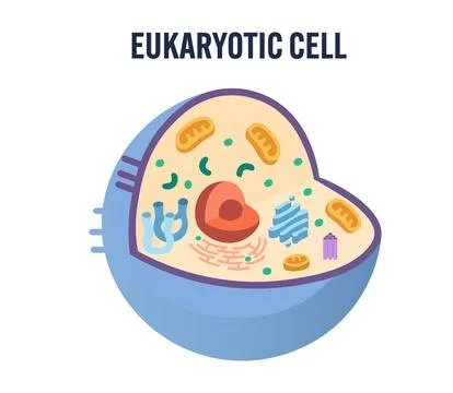 Modern flat-style vector illustration of a eukaryotic animal cell without labels Stock Illustration