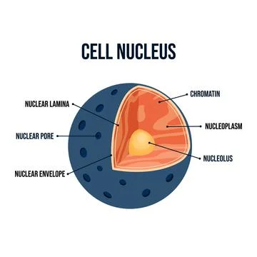 Modern flat vector illustration of a labeled animal cell nucleus diagram with nu Stock Illustration