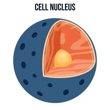Modern flat vector illustration of a labeled animal cell nucleus diagram with nu Stock Illustration