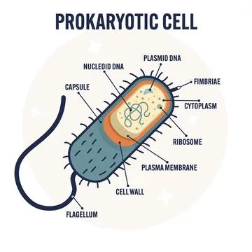 Modern flat vector illustration of a prokaryotic cell structure, labeled diagram Stock Illustration