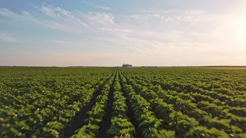 Modern grain silos elevator on the horizon surrounded by agricultural fields Stock Footage 276908395