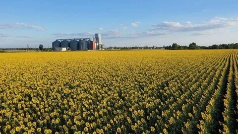 Modern grain silos at the field of blooming sunflowers 14 Stock Footage 121800224