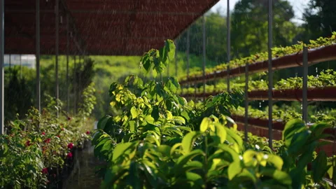 Modern greenhouse with automatic irrigation, producing of organic food and Stock-Footage 168268977