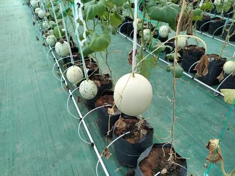 Modern greenhouse melon farming using vertical trellising and drip irrigation Stock Photos