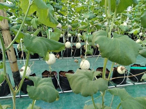 Modern greenhouse melon farming using vertical trellising and drip irrigation Stock Photos