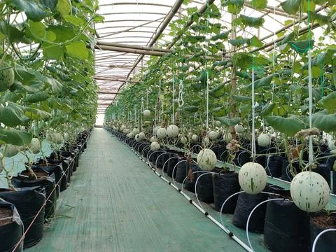 Modern greenhouse melon farming using vertical trellising and drip irrigation Stock Photos