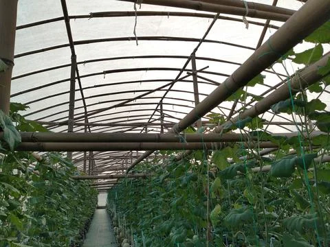 Modern greenhouse melon farming using vertical trellising and drip irrigation Stock Photos