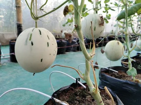 Modern greenhouse melon farming using vertical trellising and drip irrigation Stock Photos
