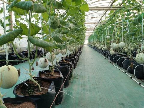 Modern greenhouse melon farming using vertical trellising and drip irrigation Stock-Fotos