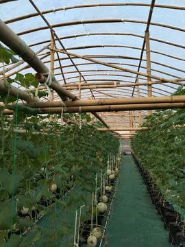 Modern greenhouse melon farming using vertical trellising and drip irrigation Stock Photos
