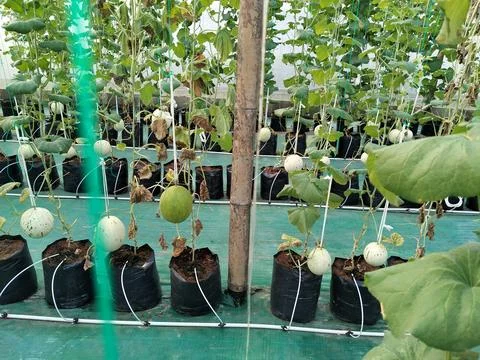 Modern greenhouse melon farming using vertical trellising and drip irrigation Stock Photos
