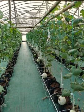 Modern greenhouse melon farming using vertical trellising and drip irrigation Stock Photos