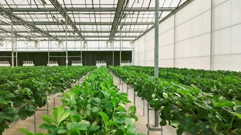 Modern greenhouse with rows of leafy crops in raised troughs under a steel 스톡 동영상 315206491