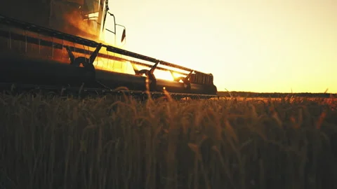 Modern harvester combine cutting ripe rye or wheat ears in agricultural fields. 스톡 동영상 345132007