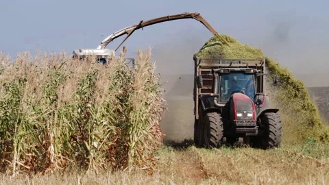 Modern harvester loading off herbal for animals on tractor trailers. Combine and Stock Footage 153508374