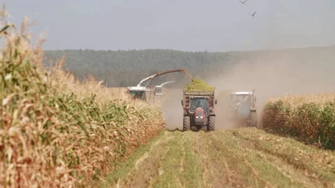 Modern harvester loading off herbal for animals on tractor trailers. Combine and Stock Footage 153508501