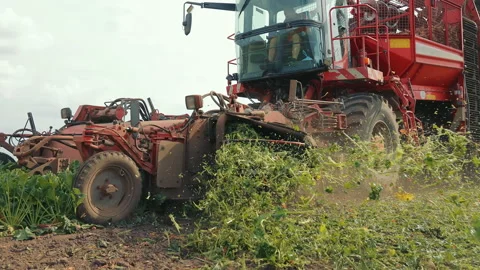 Modern harvesting machine processing sugar beets in a field. A large Stock Footage 296052396