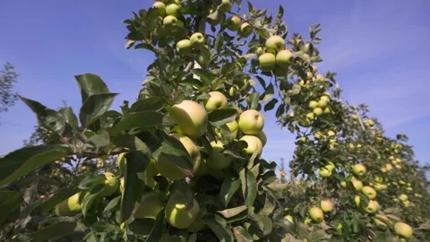 Modern High Density Green Apple Orchard Harvest Stock Footage 207982387