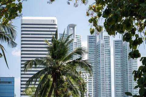 Modern high rises behind palms in Lumphini Bangkok Stock Photos