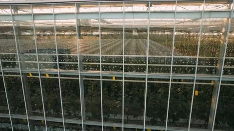 Modern High-tech Greenhouse View From Above. Large Industrial Technology Stock Footage 198570315