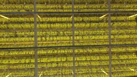 Modern High-tech Greenhouse View From Above.  스톡 동영상 208435061