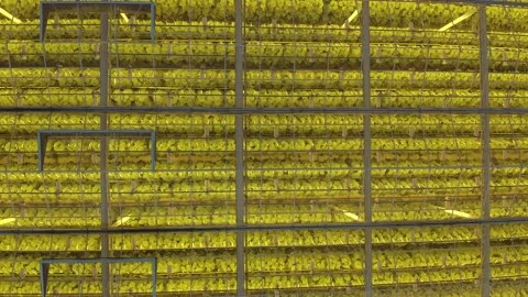 Modern High-tech Greenhouse View From Above.  Stock Footage 208435222
