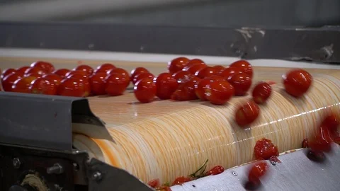 Modern High-Tech Pickled Tomato Production Line Stock Footage 116201525