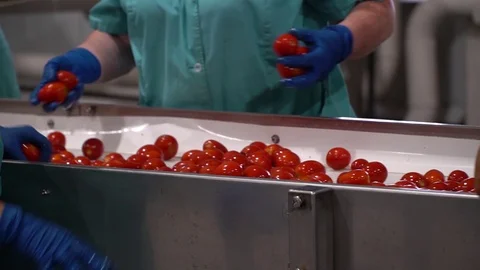 Modern High-Tech Pickled Tomato Production Line Stock Footage 116201580