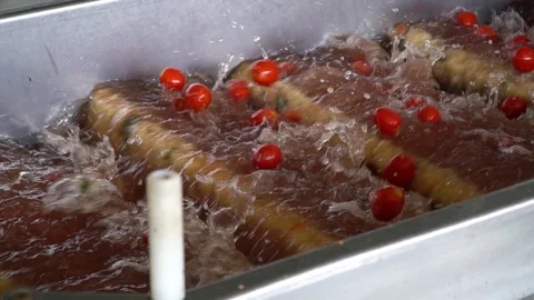 Modern High-Tech Pickled Tomato Production Line Stock Footage 116201711