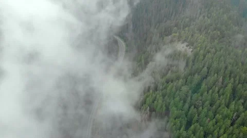 Modern highway through the dense spruce forests Stock Footage 141078214