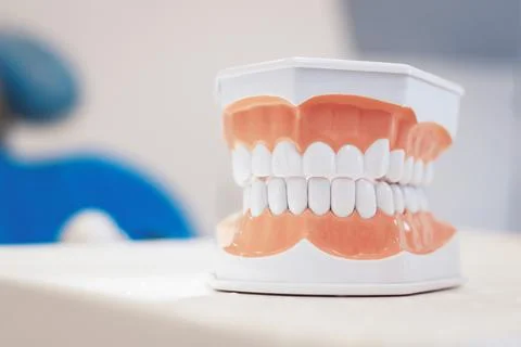 Modern human jaws model on table Stock Photos