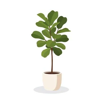Modern Indoor Fiddle Leaf Fig Tree In Ceramic Pot For Stylish Home Decorati.. 스톡 일러스트