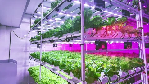 A modern indoor garden featuring vertically arranged plants illuminated 動画素材 289814302