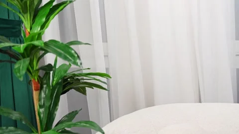 Modern Indoor Plant Next To Window Curtains Stock Footage 337701563