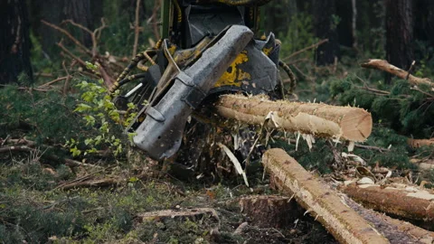 Modern Industrial machine is processing the tree logs by cutting them into parts Stock Footage 274736066