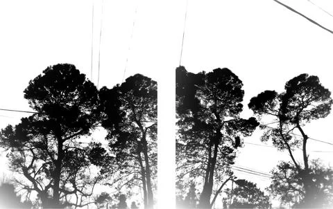 Modern Inspired Tree Black Shape Multi Unique Texture PackShiny Blurry Mini.. Illustrazione stock