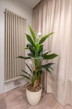 Modern interior corner with large green houseplant in pot Stockfoto's