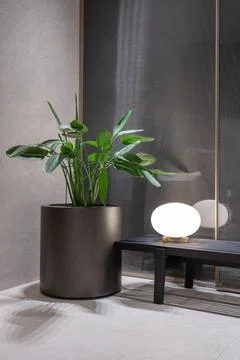 Modern interior corner with large green plant in pot and minimalist table lamp Stock Photos