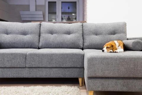 Modern interior with dog Foto stock