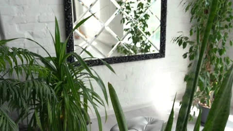 Modern interior with large stylish mirror with tropical plants Stock Footage 154367187