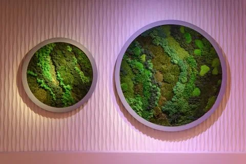 Modern interior wall features circular moss art panels with lush green textur Stock-Fotos