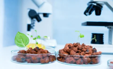 Modern Laboratory .Vegetables in hydroponics  tech picks.. Stock Photos