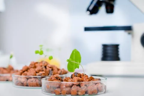 Modern Laboratory .Vegetables in hydroponics  tech picks. Foto stock