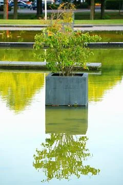 Modern landscape design featuring a tree in a square concrete planter set d.. Stock Photos