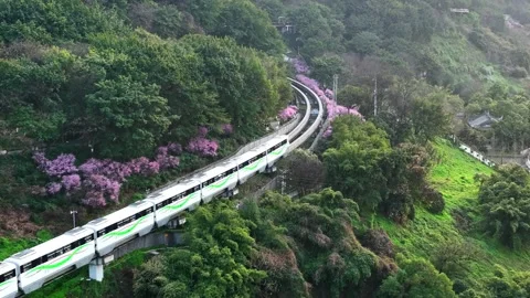 Modern Light Rail Train Through Green Forest with Pink Flowers Stock Footage 342246815