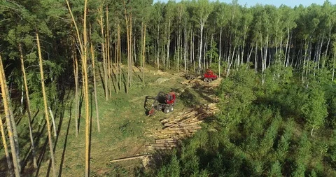 Modern logging machine, deforestation workflow Video stock 106846943